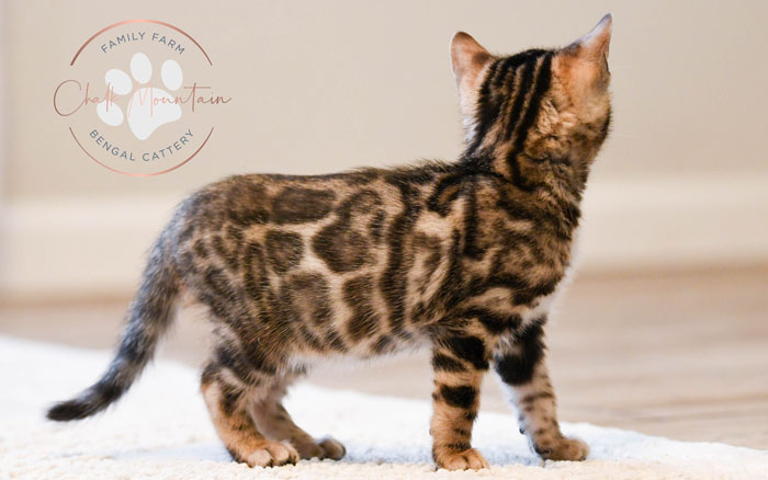 Bengal kitten for sale